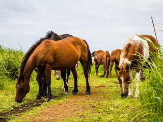 Obraz premium 용눈이오름