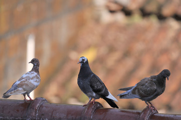 Pigeon family