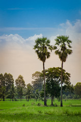 Fototapeta premium fram and tree