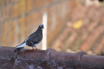 Black pigeon