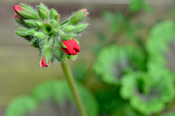 red pelargonium