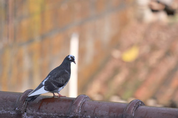 Lonely bird