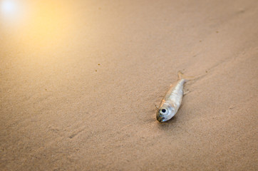 a little fish died on beach