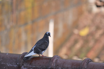 Single pigeon