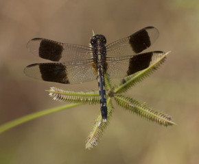 Black and gold band-winged dragonlet dragonfly perched on a green wildflower against a blurred beige background.