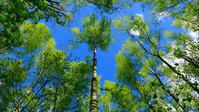 Time lapse european mixed forest. Tops of the trees. Looking up to the canopy. UltraHD stock footage.