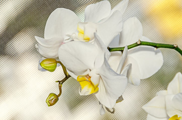 White orchid close up branch flowers, isolated window bokeh background