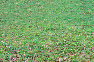 Obraz premium Green field with grass and colored wild flowers, outdoor texture