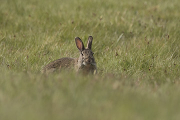 rabbit