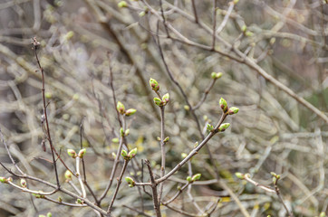 Spring tree branches with small green buds,  outdoor close up