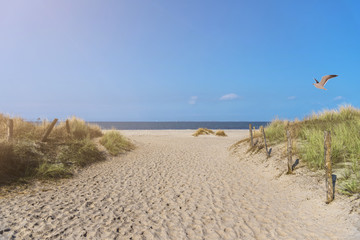 path between grass covered dunes leading to sandy beach on baltic sea coast in north Germany