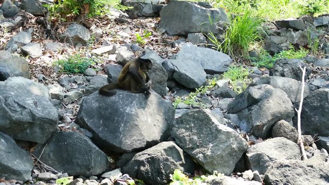 A monkey scratching his balls on a rock