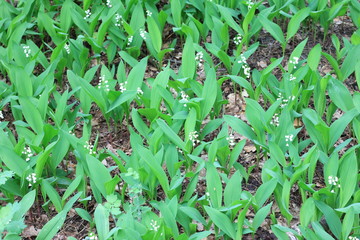 Beautiful lily of the valley with white flowers and green leaves in spring forest