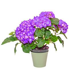 Mauve Hydrangea flowers in a green flowerpot, hortensia close up isolated