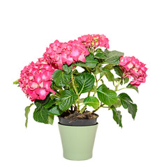 Red and pink Hydrangea flowers in a green flowerpot, hortensia close up isolated