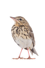 Tree Pipit (Anthus trivialis)
