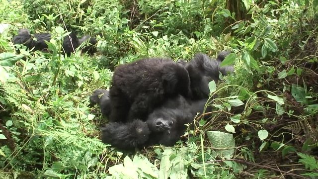 Wild Gorilla animal Rwanda Africa tropical Forest 