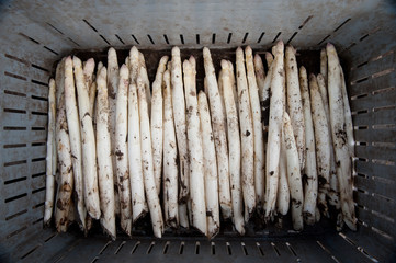 White asparagus fresh out of the field, covered in dirt, lying in a crate to be sorted