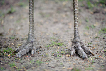 Feet of an ostrich, three toes each, standing in the sand