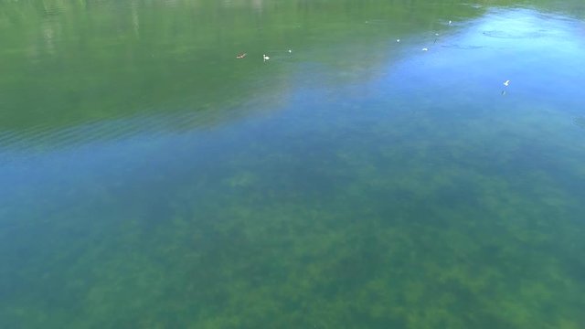 uccelli autoctoni in volo su specchio d'acqua