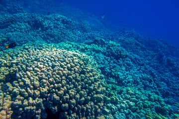 Fantastic coral thickets go to the deep blue beside Marsa Alam, Egypt
