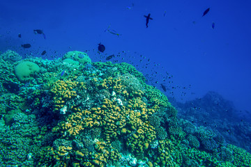 Fototapeta na wymiar Fantastic coral thickets go deep into the blue sea beside Marsa Alam, Egypt