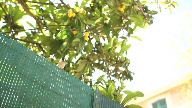 Mallorca Spanien, kleiner Vogel sitzt auf einem Zaun vor einem Zitronenbaum