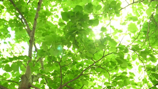 Warme Sonnenstrahlen fallen durch gr&uuml;ne Bl&auml;tter