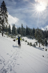 Fototapeta na wymiar Skier walking through the snow near a fir forest