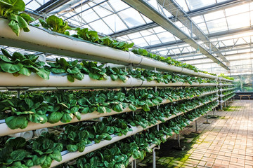 greenhouse vegetable factory