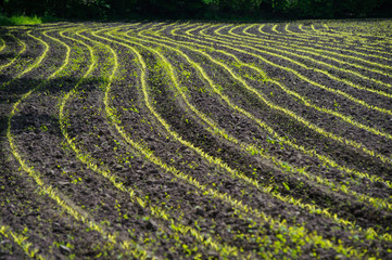 Rows of young, freshly germinated corn plants in the sun, springtime