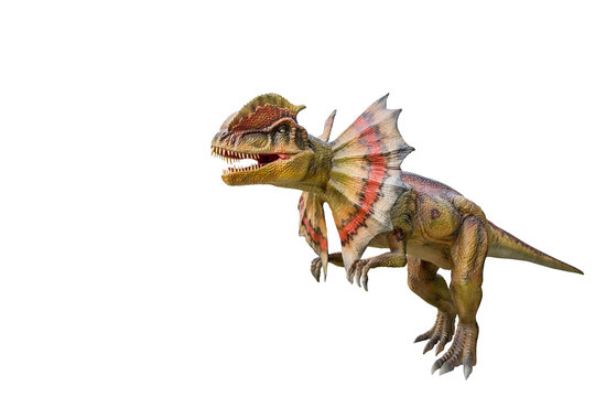 Fototapeta Dinosaur dilophosaurus and monster model Isolated white background