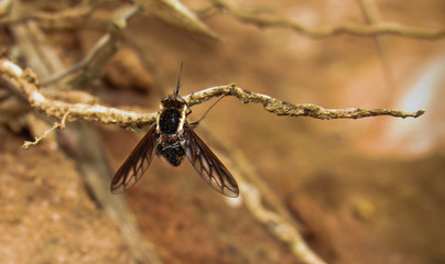 quaint bee fly found in Brazil