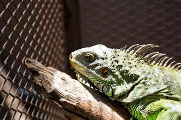 lguana on wood in nature
