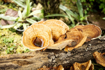 Dried mushrooms on timber