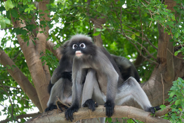 Dusky leaf monkey, Dusky langur, Spectacled langur in Prachuap Khiri Khan,Thailand