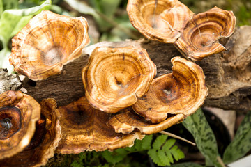 Dried mushrooms on timber