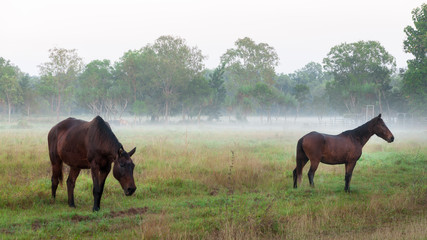 Two horses in the morning fog at Litchfield National Park, Northern Territory, Australia.