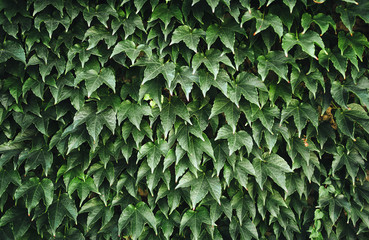 Natural Green leaves wall background.