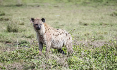 Fototapeta premium Spotted Hyena (Crocuta crocuta) on the Grassy Plains of the Serengeti in Northern Tanzania