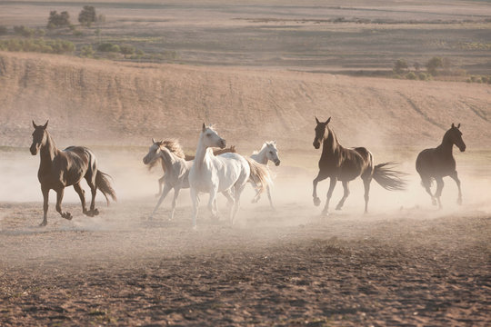 Horses running in dusty pen
