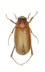 Brown Chafer on white Background  -  Serica brunnea (Linnaeus, 1758)