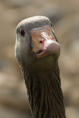 Goose Close Up