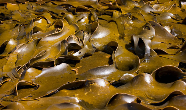 Close up of pile of bull kelp