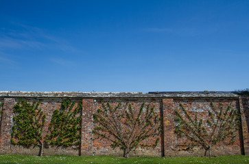 Rows of espalier trees that have been pruned and trained to grow against an old brick wall with copy space and blue sky above.