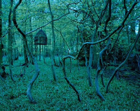 Birdhouse hanging from tree in forest