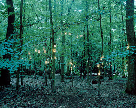 Lanterns hanging from trees in forest