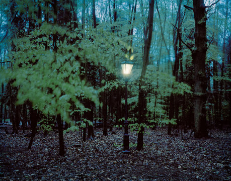 Lantern hanging from trees in forest