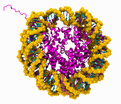 3-D model of a nucleosome