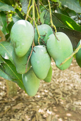 green mango in garden, tropical fruit